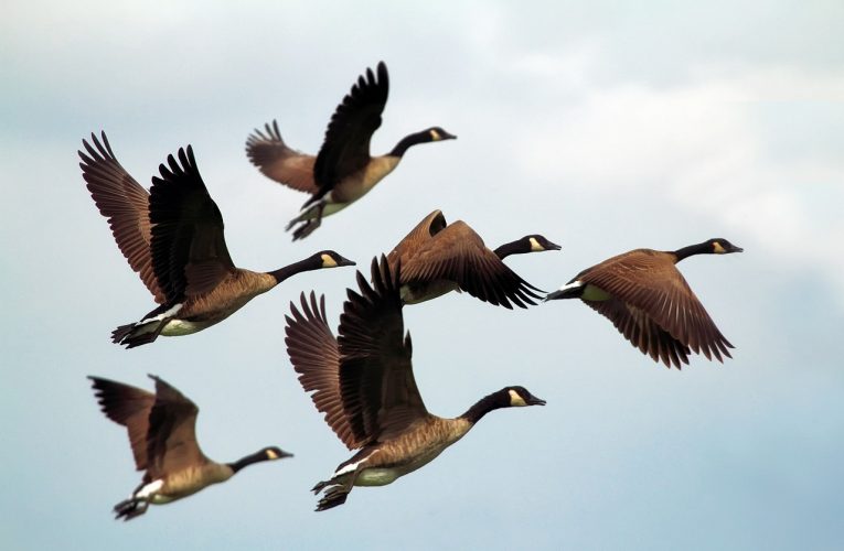 Ornitologia: Wprowadzenie do Świata Ptaków